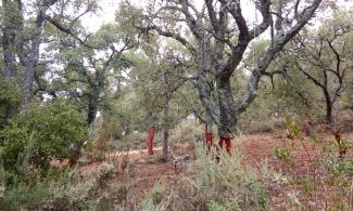 Cork oaks.