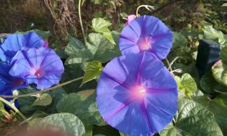 Purple morning glory.