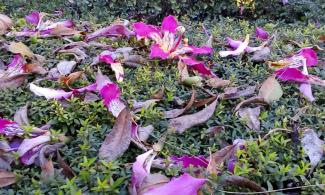 Petals on a hedge.