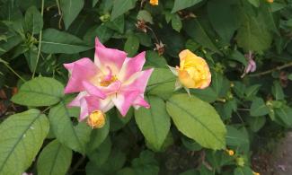 Roses.