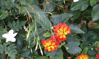 Orange lantana flowers.