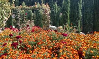 Marigolds in a garden.