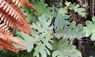 Oak leaves and fern fronds.