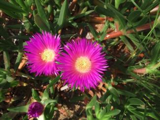 Bright pink ice plant flowers.